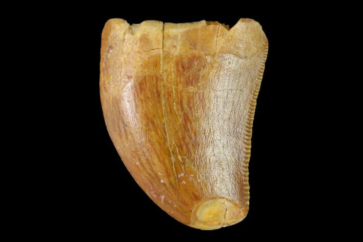 Serrated, Juvenile Carcharodontosaurus Tooth - Morocco #134974